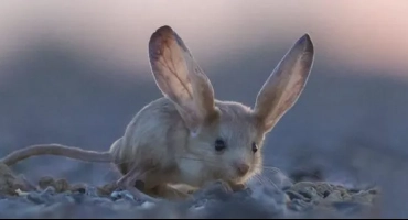 Голям тушканчик (земният заек) от червената книга